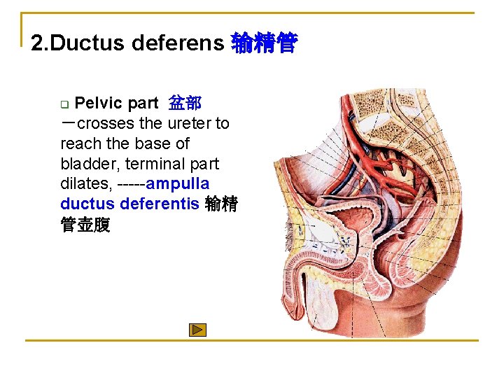2. Ductus deferens 输精管 Pelvic part 盆部 －crosses the ureter to reach the base