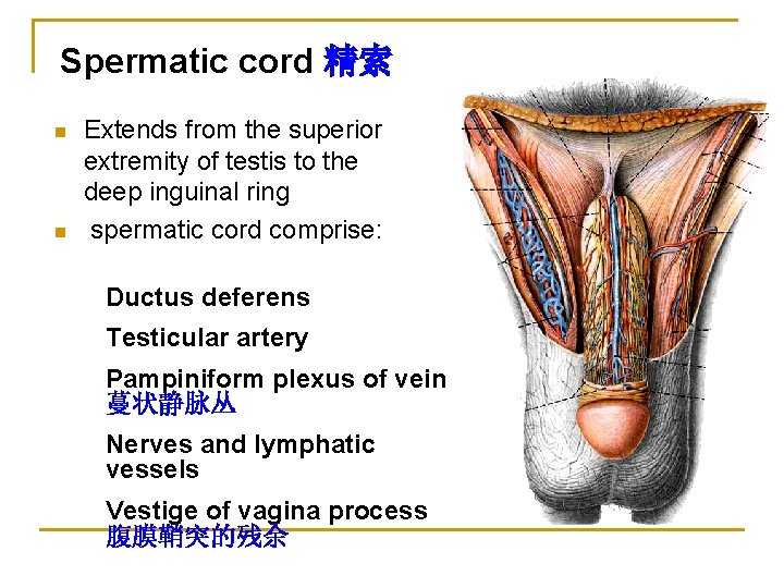 Spermatic cord 精索 n n Extends from the superior extremity of testis to the