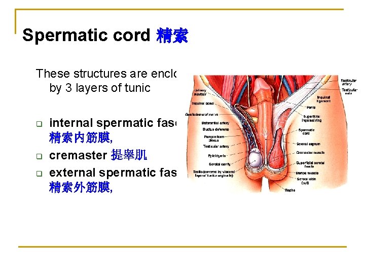 Spermatic cord 精索 These structures are enclosed by 3 layers of tunic q q