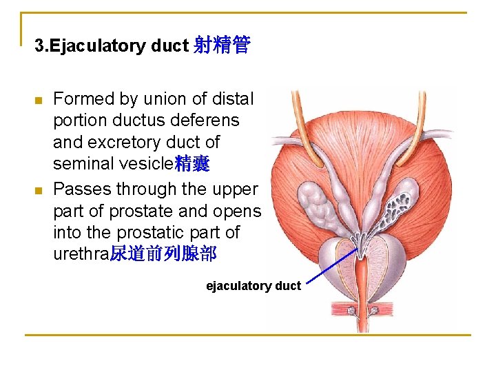 3. Ejaculatory duct 射精管 n n Formed by union of distal portion ductus deferens