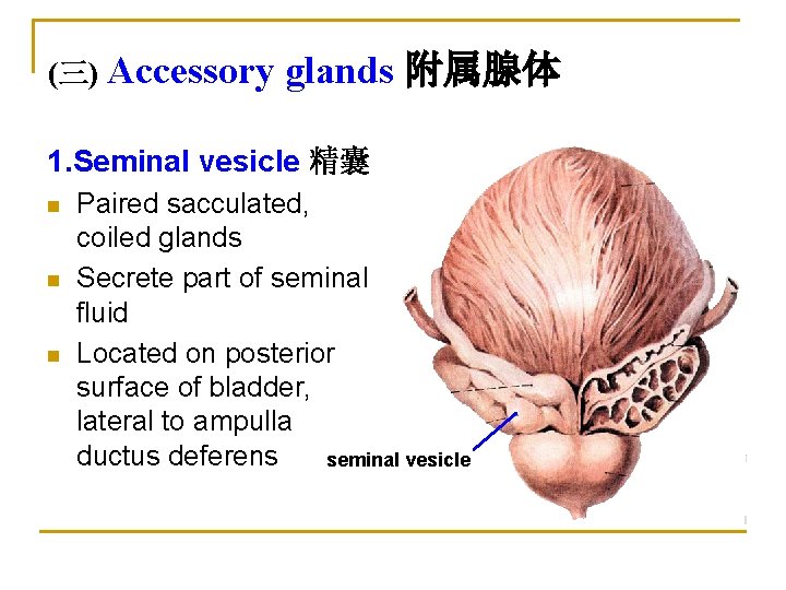 (三) Accessory glands 附属腺体 1. Seminal vesicle 精囊 n n n Paired sacculated, coiled