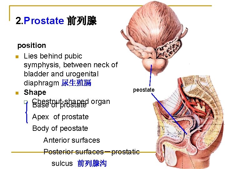 2. Prostate 前列腺 position n Lies behind pubic symphysis, between neck of bladder and