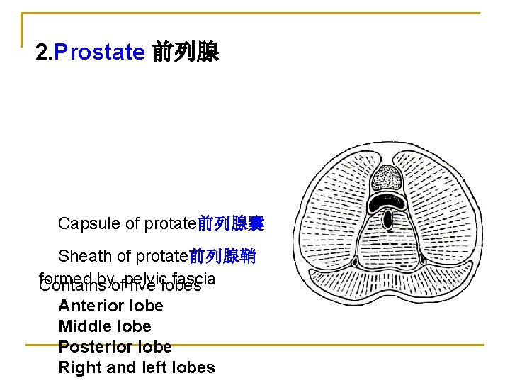 2. Prostate 前列腺 Capsule of protate前列腺囊 Sheath of protate前列腺鞘 formed byofpelvic fascia Contains five