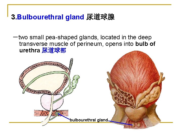 3. Bulbourethral gland 尿道球腺 －two small pea-shaped glands, located in the deep transverse muscle
