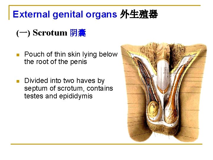External genital organs 外生殖器 (一) Scrotum 阴囊 n Pouch of thin skin lying below