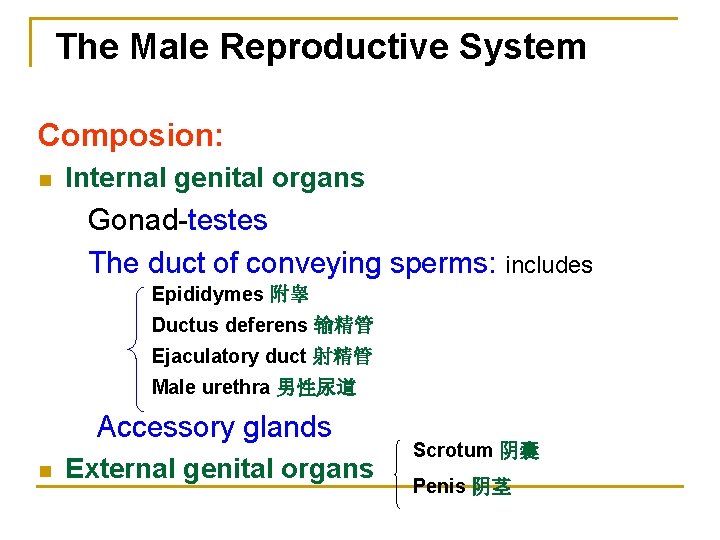 The Male Reproductive System Composion: n Internal genital organs Gonad-testes The duct of conveying