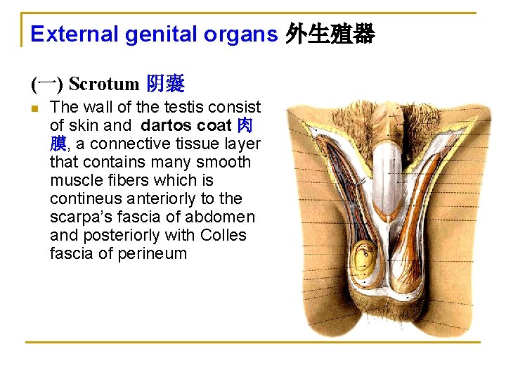 External genital organs 外生殖器 (一) Scrotum 阴囊 n The wall of the testis consist