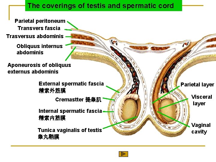The coverings of testis and spermatic cord Parietal peritoneum Transvers fascia Trasversus abdominis Obliquus