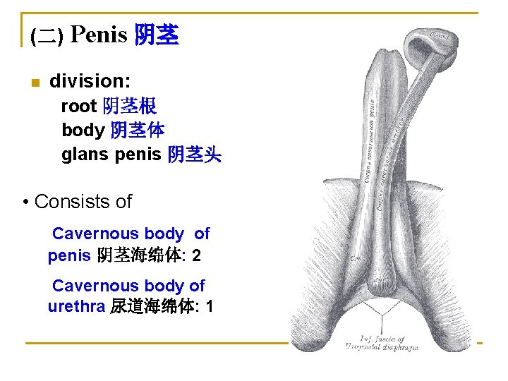 (二) n Penis 阴茎 division: root 阴茎根 body 阴茎体 glans penis 阴茎头 • Consists