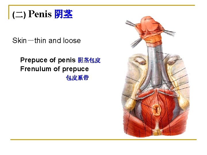 (二) Penis 阴茎 Skin－thin and loose Prepuce of penis 阴茎包皮 Frenulum of prepuce 包皮系带