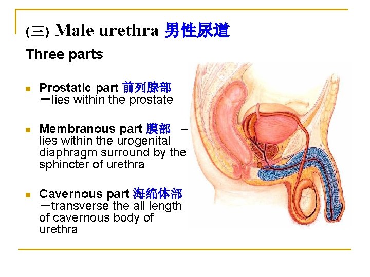 (三) Male urethra 男性尿道 Three parts n Prostatic part 前列腺部 －lies within the prostate