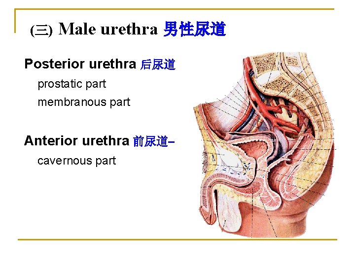 (三) Male urethra 男性尿道 Posterior urethra 后尿道 prostatic part membranous part Anterior urethra 前尿道–