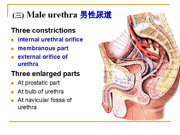 (三) Male urethra 男性尿道 Three constrictions n n n internal urethral orifice membranous part