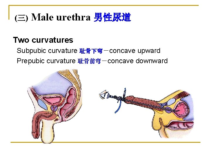 (三) Male urethra 男性尿道 Two curvatures Subpubic curvature 耻骨下弯－concave upward Prepubic curvature 耻骨前弯－concave downward