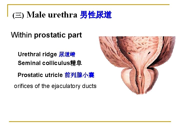 (三) Male urethra 男性尿道 Within prostatic part Urethral ridge 尿道嵴 Seminal colliculus精阜 Prostatic utricle