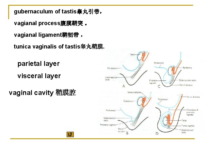 gubernaculum of tastis睾丸引带， vagianal process腹膜鞘突 。 vagianal ligament鞘韧带 ， tunica vaginalis of tastis睾丸鞘膜. parietal