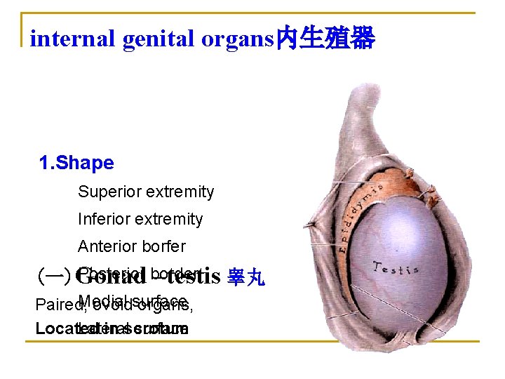 internal genital organs内生殖器 1. Shape Superior extremity Inferior extremity Anterior borfer Posterior border (一)Gonad