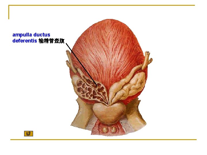 ampulla ductus deferentis 输精管壶腹 