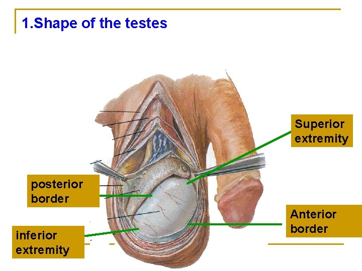 1. Shape of the testes Superior extremity posterior border inferior extremity Anterior border 