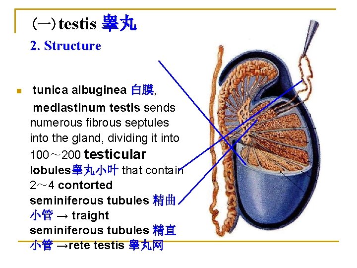 (一)testis 睾丸 2. Structure n tunica albuginea 白膜, mediastinum testis sends numerous fibrous septules