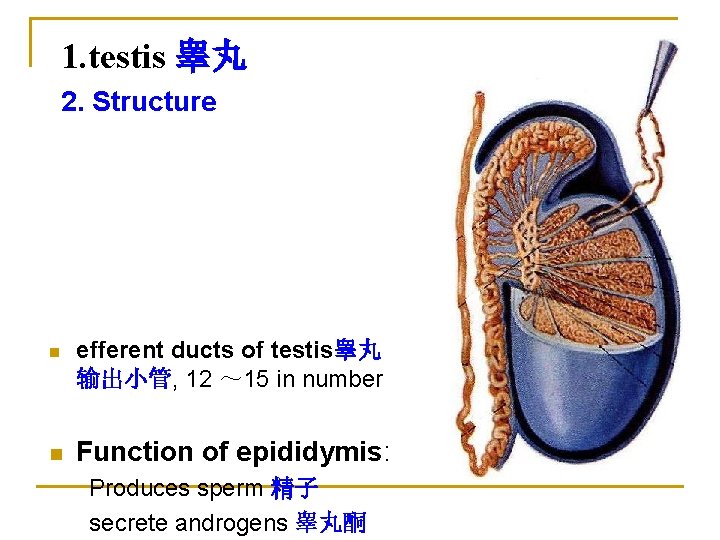 1. testis 睾丸 2. Structure n n efferent ducts of testis睾丸 输出小管, 12 ～