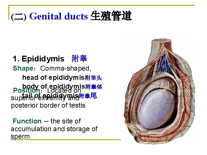 (二) Genital ducts 生殖管道 1. Epididymis 附睾 Shape：Comma-shaped, head of epididymis附睾头 body of epididymis附睾体