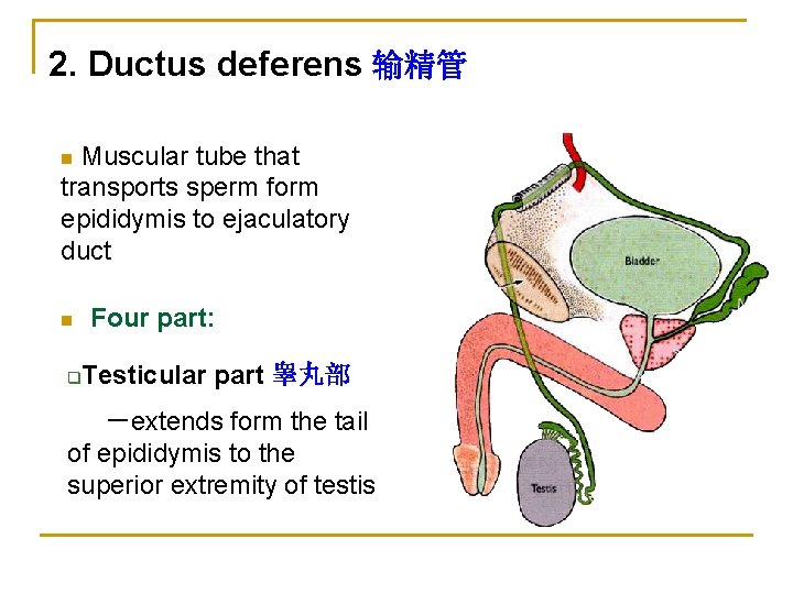 2. Ductus deferens 输精管 Muscular tube that transports sperm form epididymis to ejaculatory duct