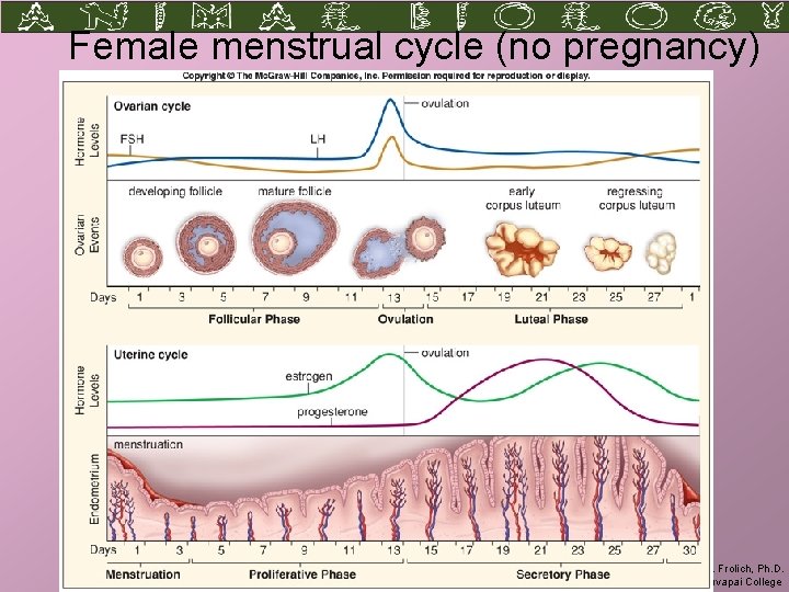 Female menstrual cycle (no pregnancy) Larry M. Frolich, Ph. D. Biology Department, Yavapai College