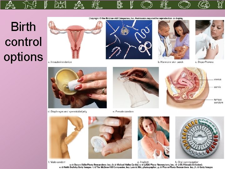 Birth control options Larry M. Frolich, Ph. D. Biology Department, Yavapai College 