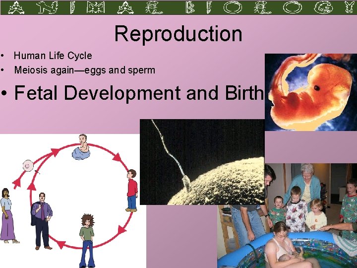 Reproduction • Human Life Cycle • Meiosis again—eggs and sperm • Fetal Development and