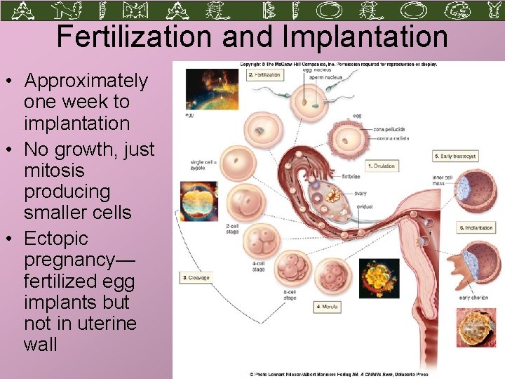 Fertilization and Implantation • Approximately one week to implantation • No growth, just mitosis