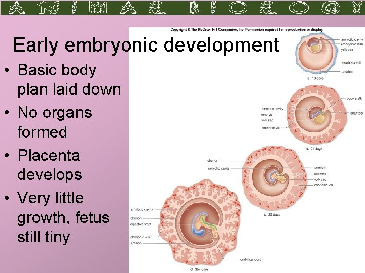 Early embryonic development • Basic body plan laid down • No organs formed •