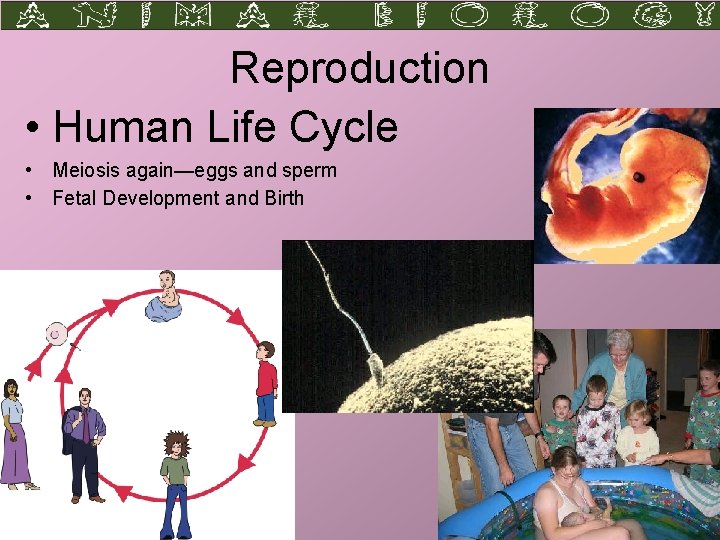 Reproduction • Human Life Cycle • Meiosis again—eggs and sperm • Fetal Development and