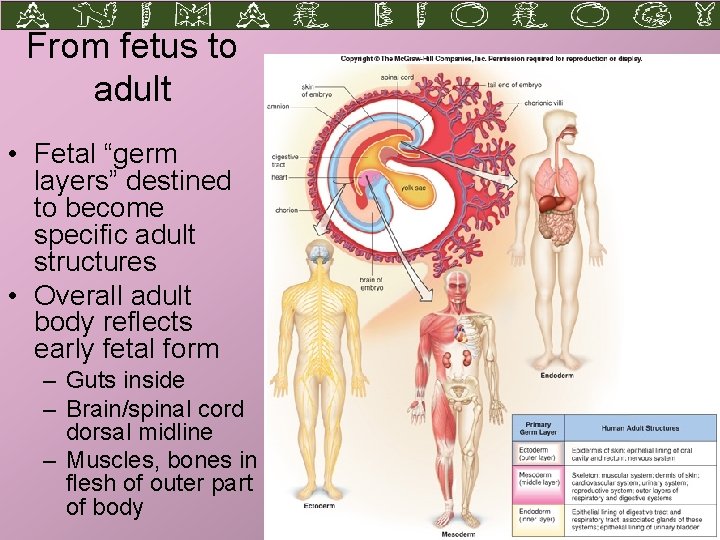 From fetus to adult • Fetal “germ layers” destined to become specific adult structures