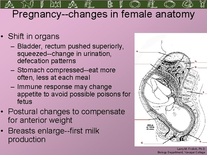 Pregnancy--changes in female anatomy • Shift in organs – Bladder, rectum pushed superiorly, squeezed--change