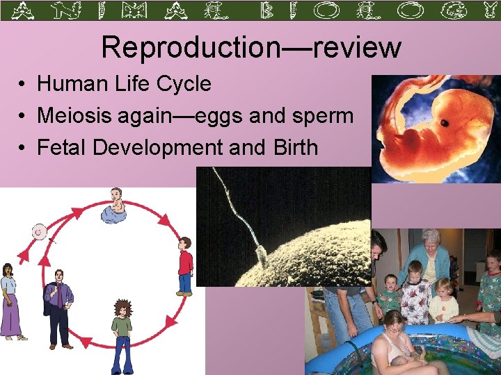 Reproduction—review • Human Life Cycle • Meiosis again—eggs and sperm • Fetal Development and