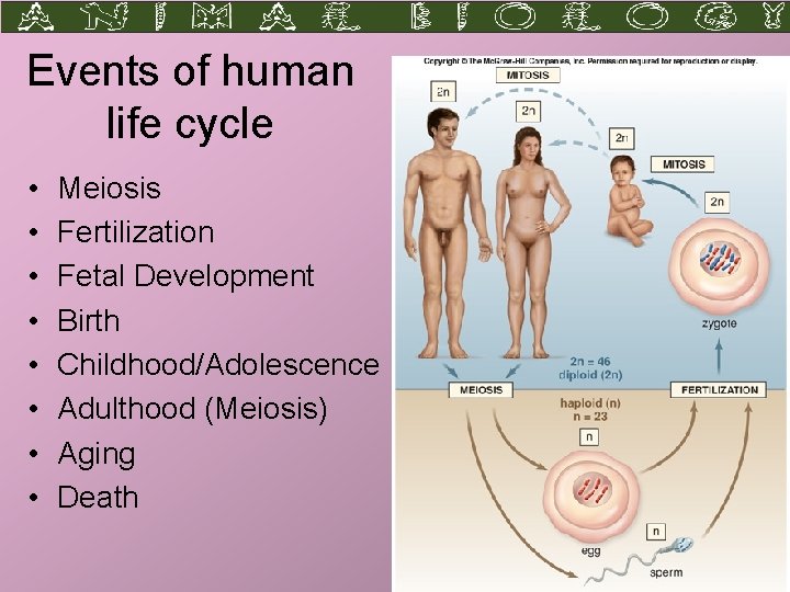 Events of human life cycle • • Meiosis Fertilization Fetal Development Birth Childhood/Adolescence Adulthood