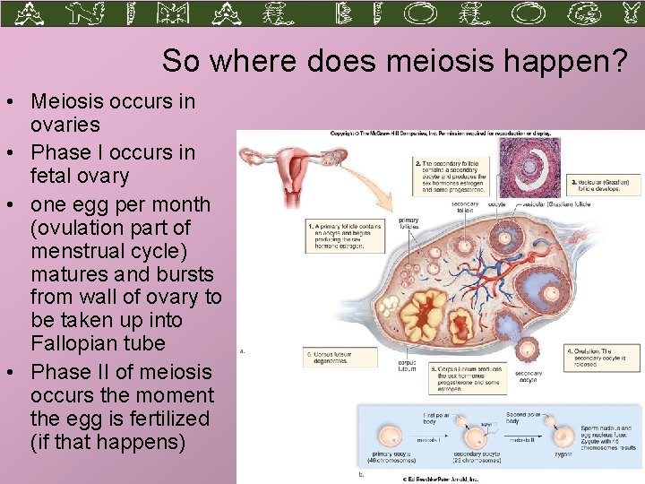 So where does meiosis happen? • Meiosis occurs in ovaries • Phase I occurs