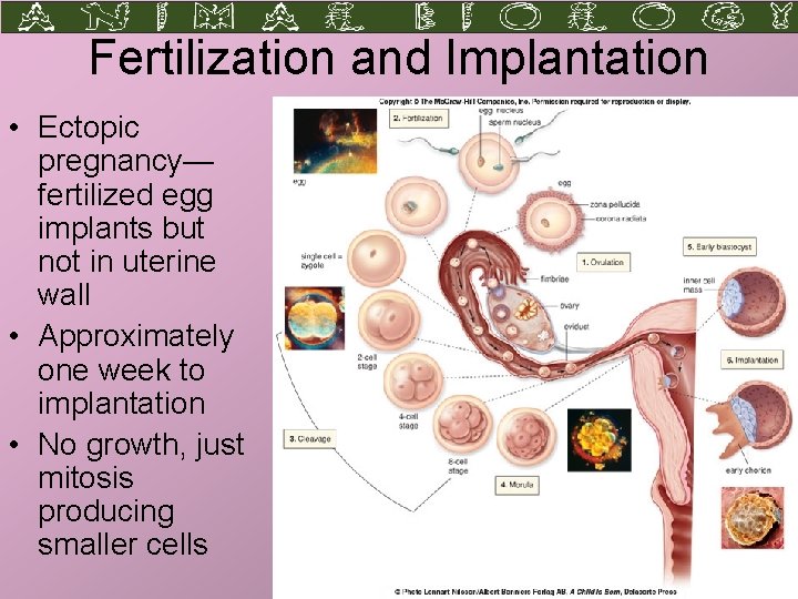 Fertilization and Implantation • Ectopic pregnancy— fertilized egg implants but not in uterine wall