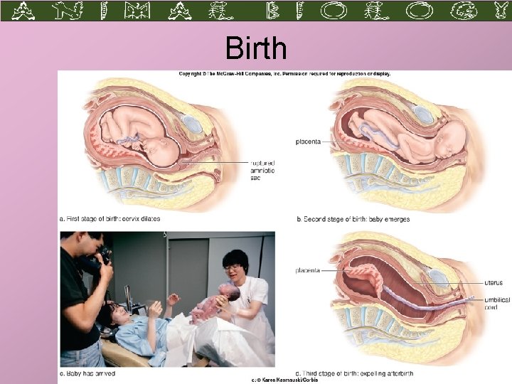 Birth Larry M. Frolich, Ph. D. Biology Department, Yavapai College 