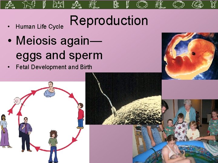  • Human Life Cycle Reproduction • Meiosis again— eggs and sperm • Fetal