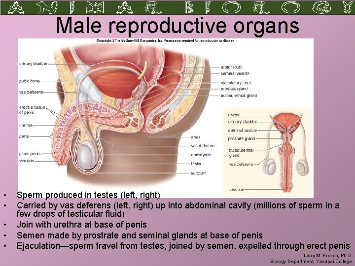 Male reproductive organs • • • Sperm produced in testes (left, right) Carried by