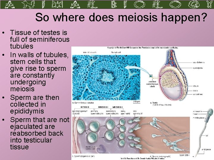 So where does meiosis happen? • Tissue of testes is full of seminiferous tubules
