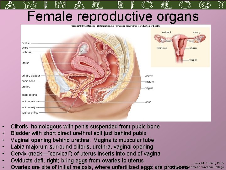 Female reproductive organs • • Clitoris, homologous with penis suspended from pubic bone Bladder