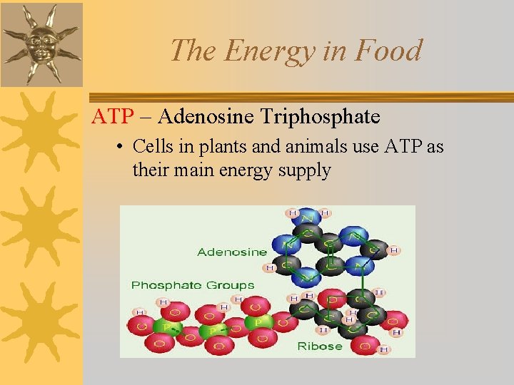 The Energy in Food ATP – Adenosine Triphosphate • Cells in plants and animals