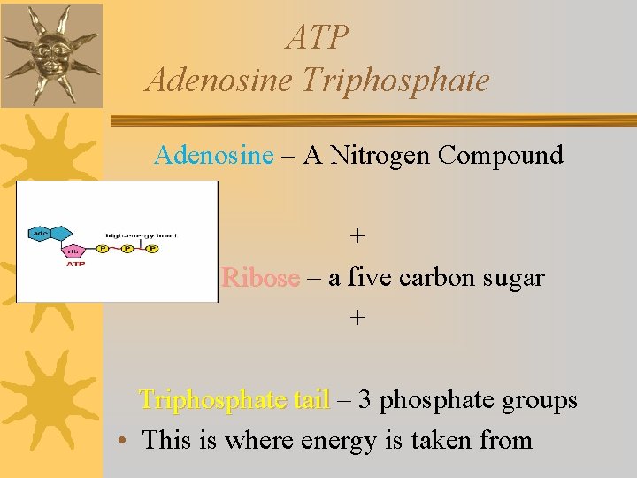 ATP Adenosine Triphosphate Adenosine – A Nitrogen Compound + Ribose – a five carbon