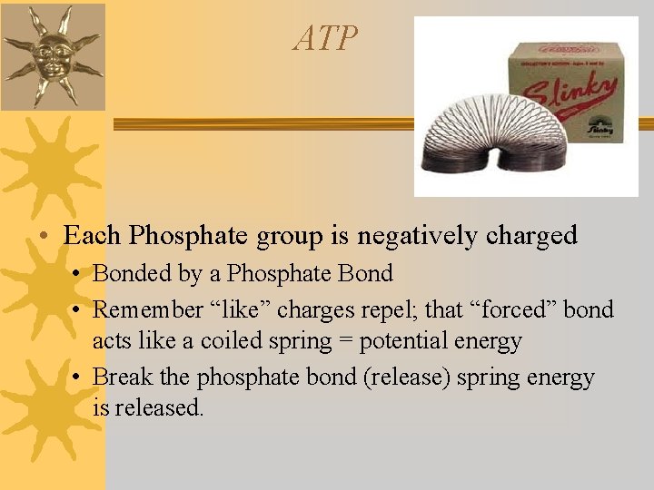 ATP • Each Phosphate group is negatively charged • Bonded by a Phosphate Bond