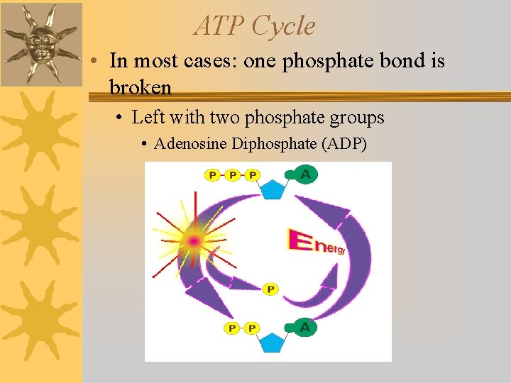 ATP Cycle • In most cases: one phosphate bond is broken • Left with