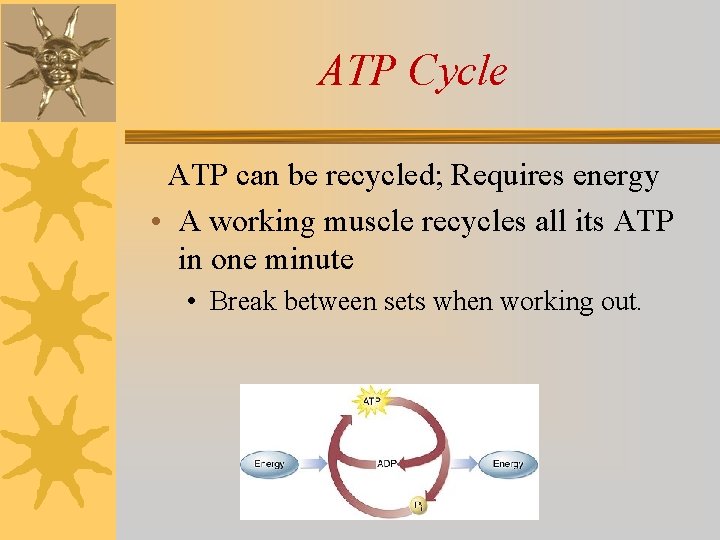 ATP Cycle ATP can be recycled; Requires energy • A working muscle recycles all