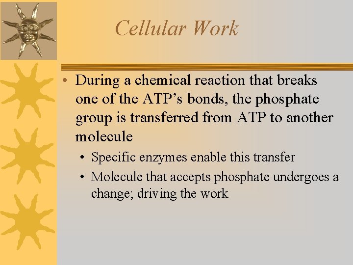 Cellular Work • During a chemical reaction that breaks one of the ATP’s bonds,